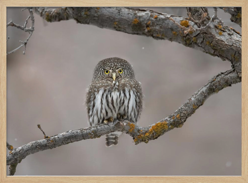 Little guy in the snow | Poster