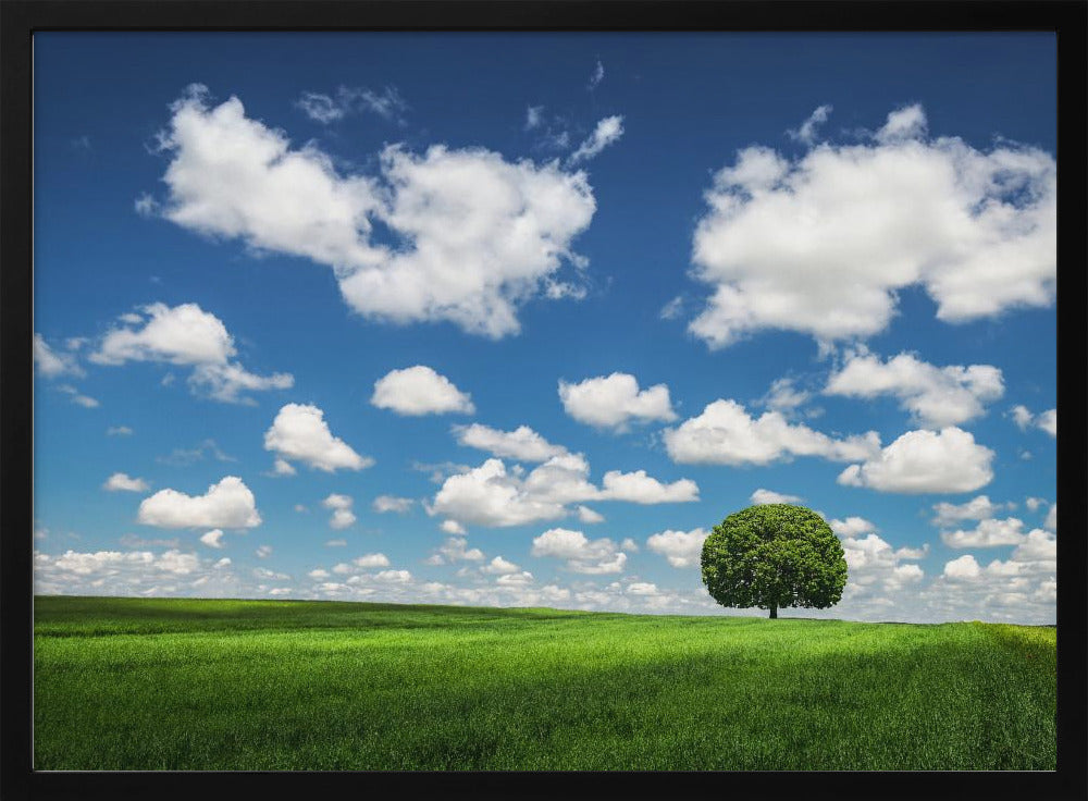 Lonely Tree | Poster