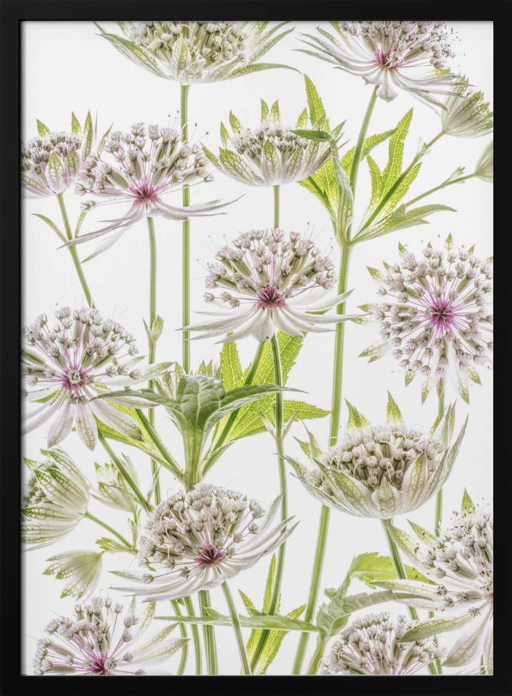 .Astrantia. | Poster