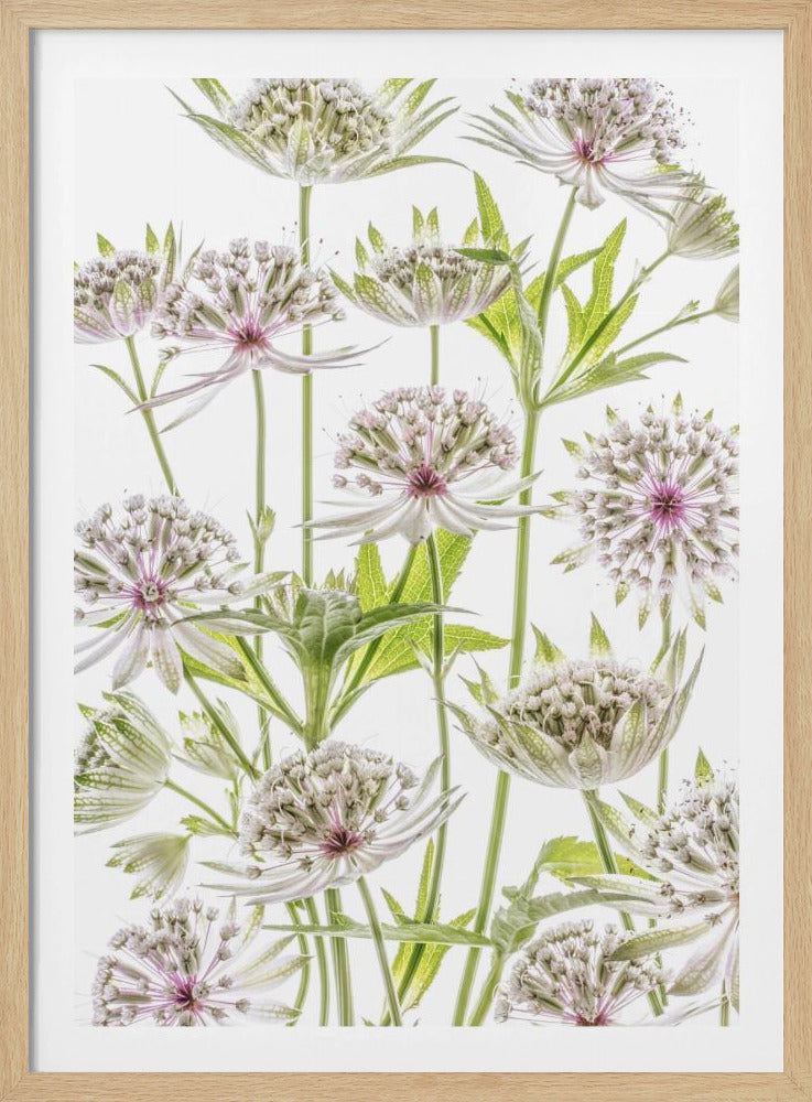 .Astrantia. | Poster
