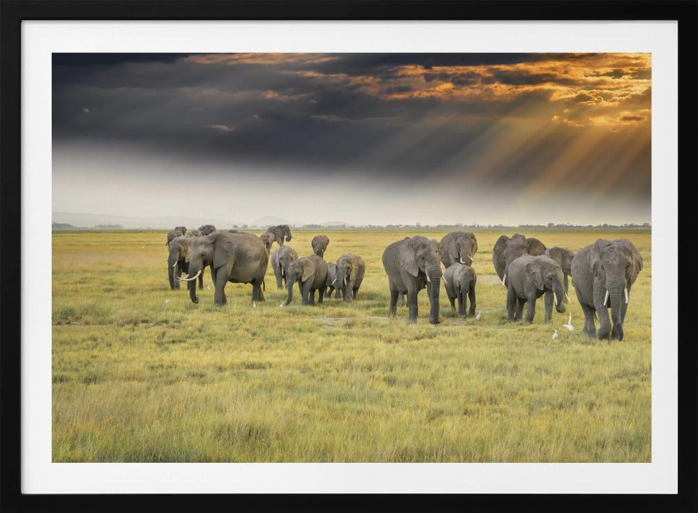 For the love of elephants | Poster