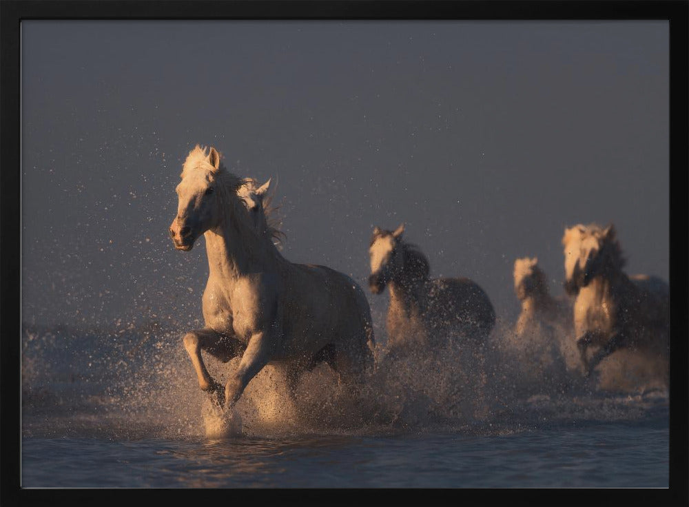 horses in sunset light | Poster