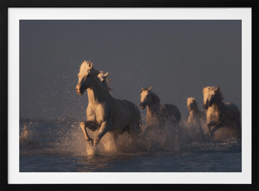 horses in sunset light | Poster