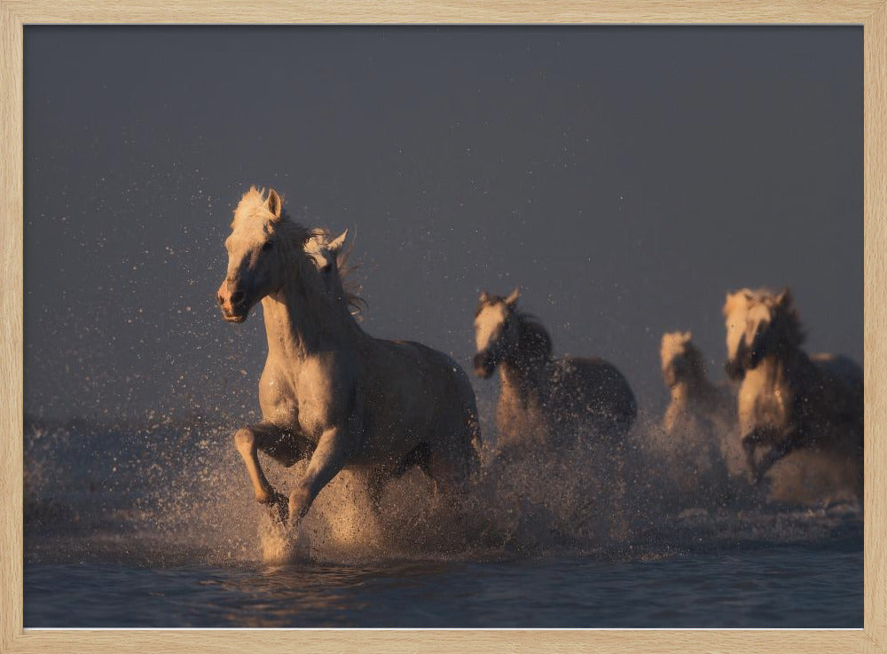 horses in sunset light | Poster