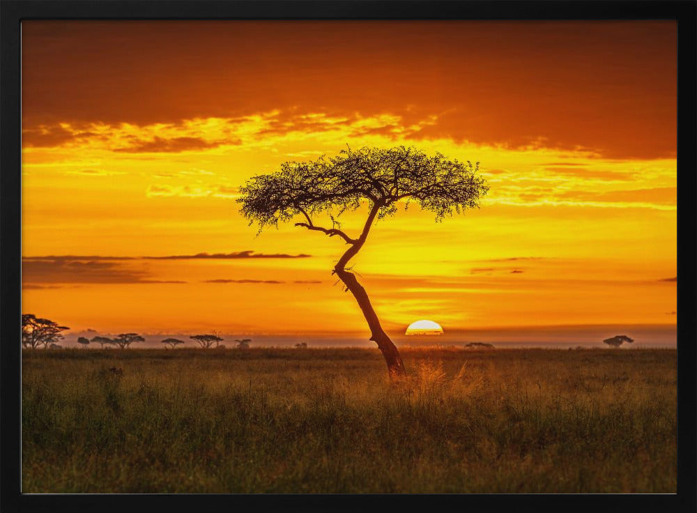 Primordial Africa | Poster