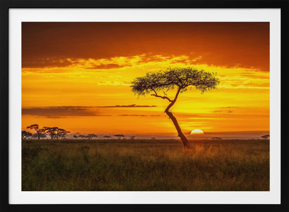 Primordial Africa | Poster