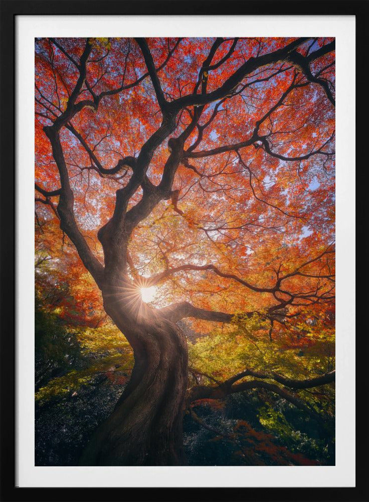 The Japanese Tree | Poster