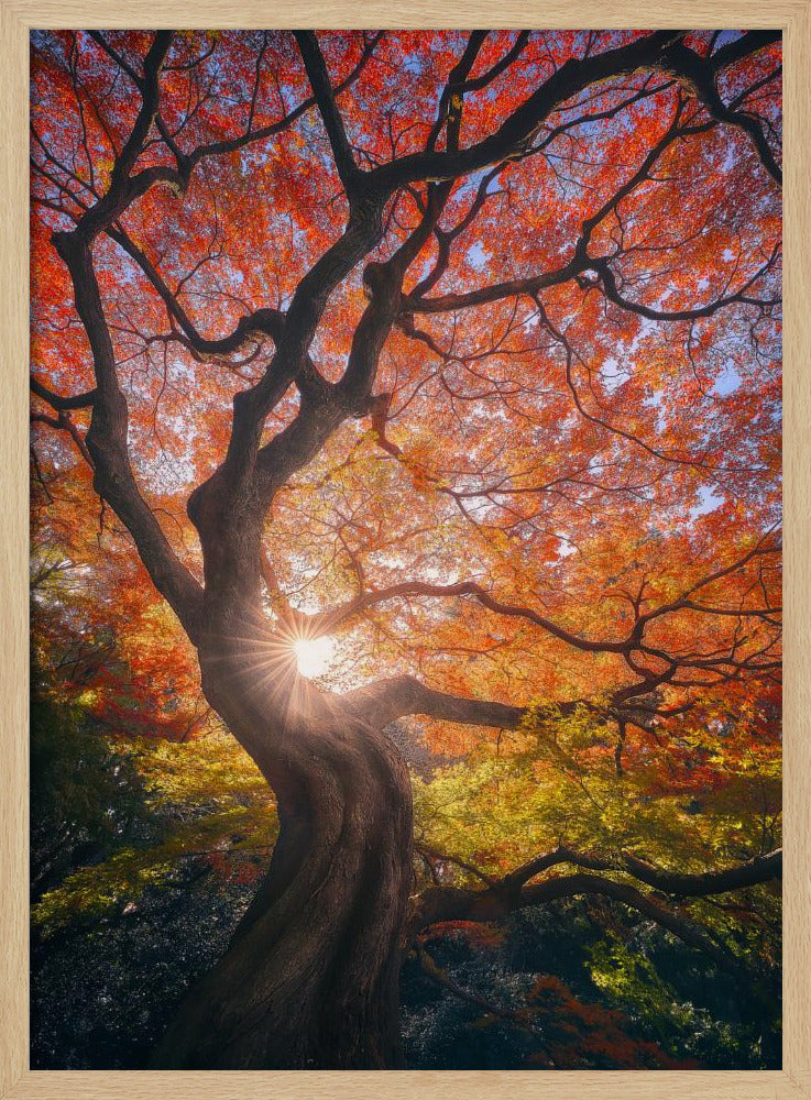 The Japanese Tree | Poster