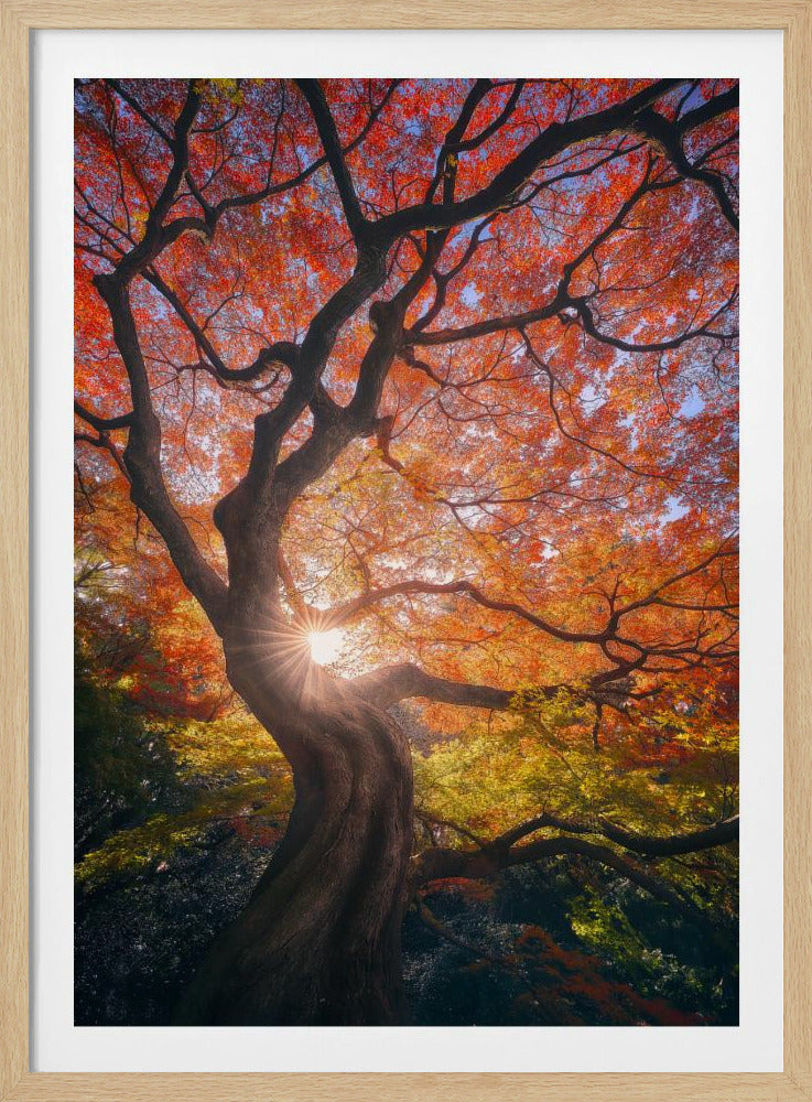 The Japanese Tree | Poster