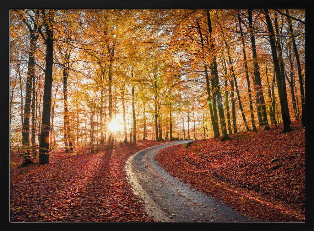 Road in Söderåsen nationalpark, Sweden | Poster