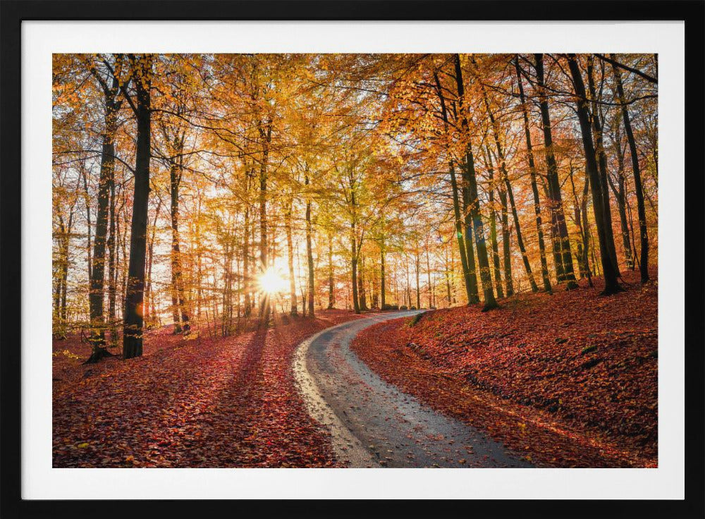 Road in Söderåsen nationalpark, Sweden | Poster