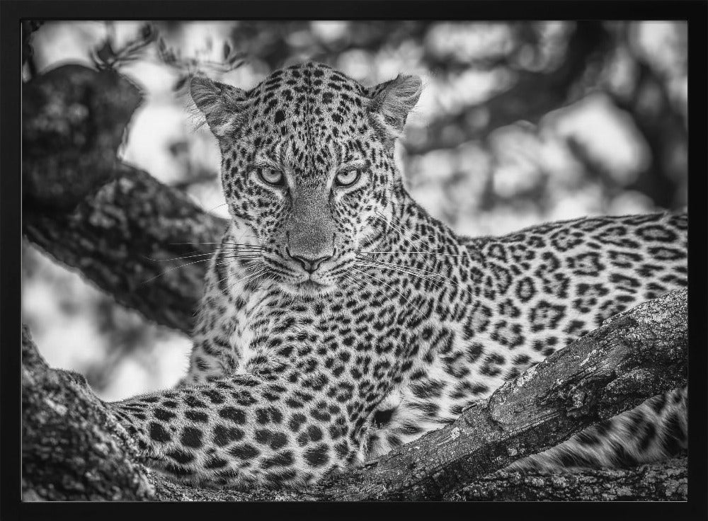 Monochrome beauty | Poster