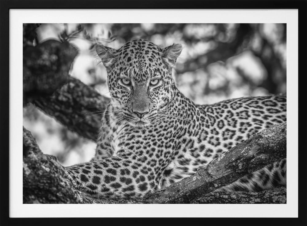 Monochrome beauty | Poster