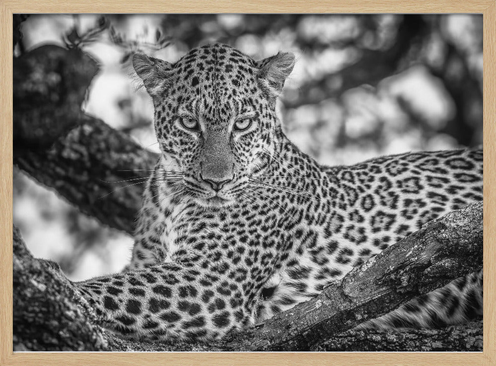 Monochrome beauty | Poster