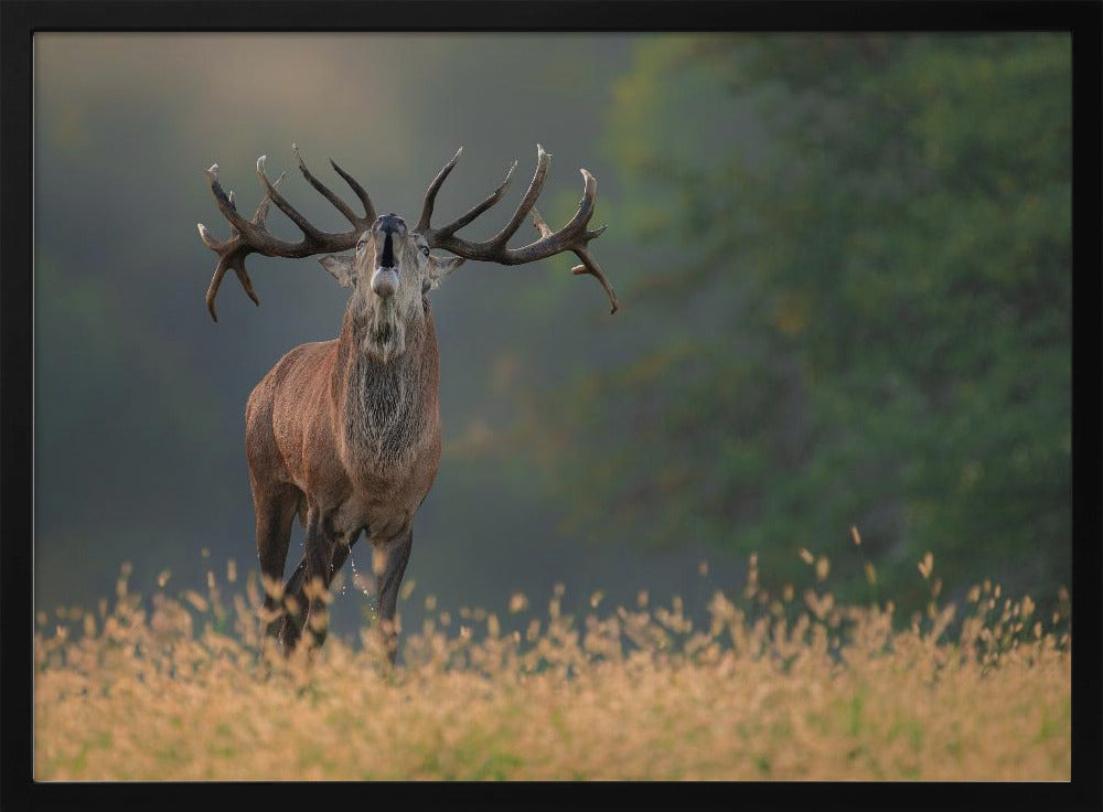 Deer wedding Song | Poster