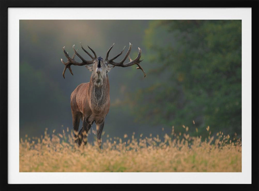 Deer wedding Song | Poster
