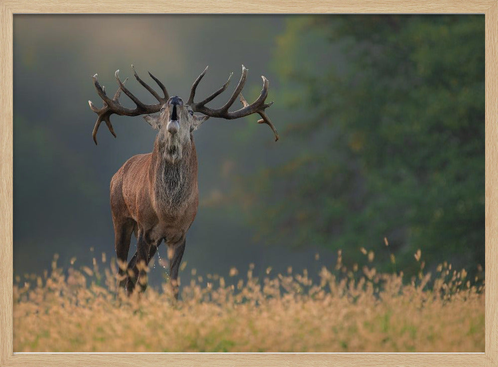Deer wedding Song | Poster