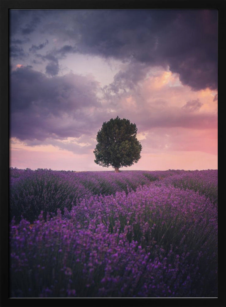 Lavender Fields, Isparta | Poster