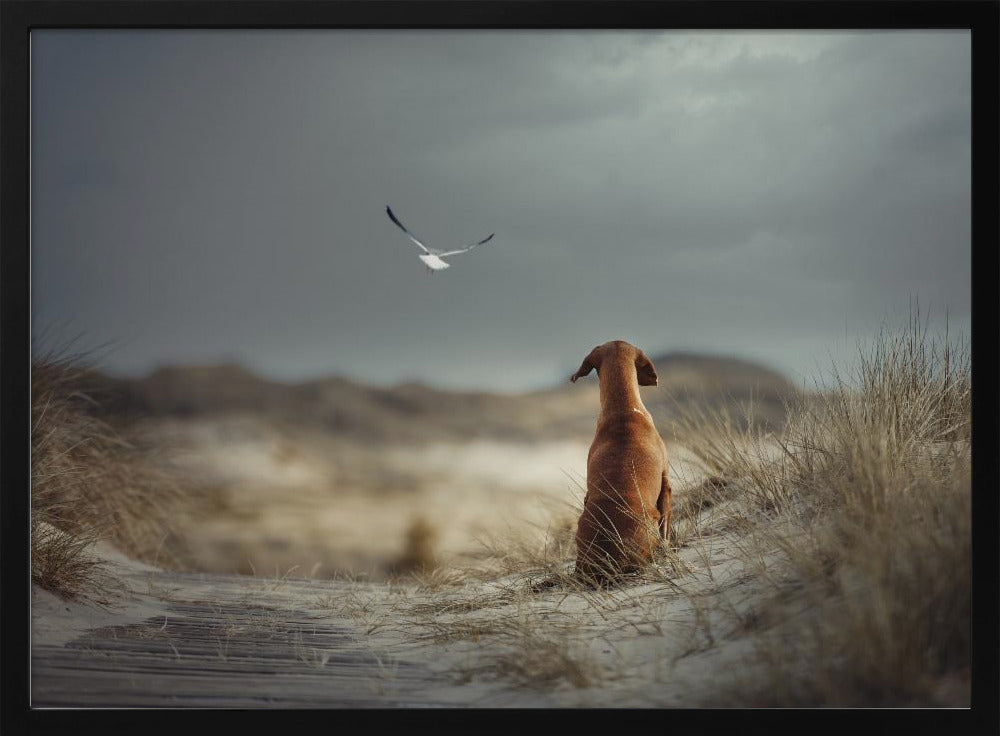 FREEDOM (II) | Poster