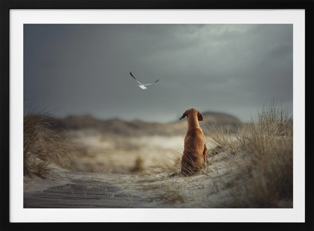 FREEDOM (II) | Poster