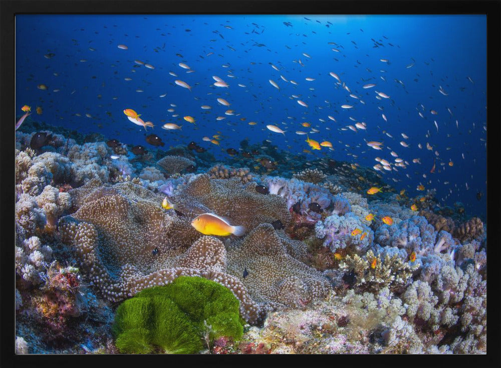 Anemon and Anthias | Poster