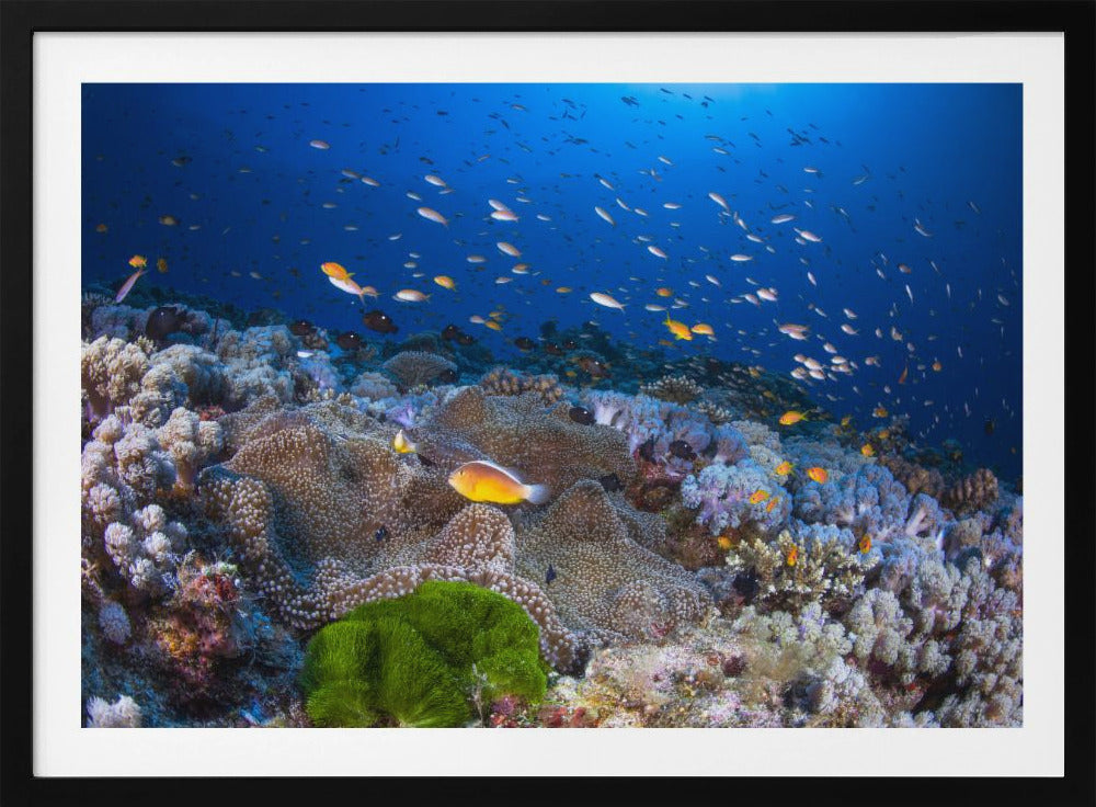 Anemon and Anthias | Poster