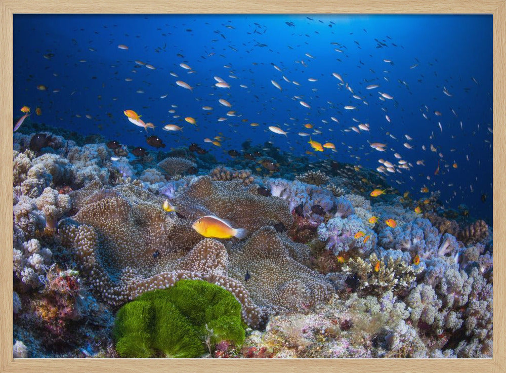 Anemon and Anthias | Poster