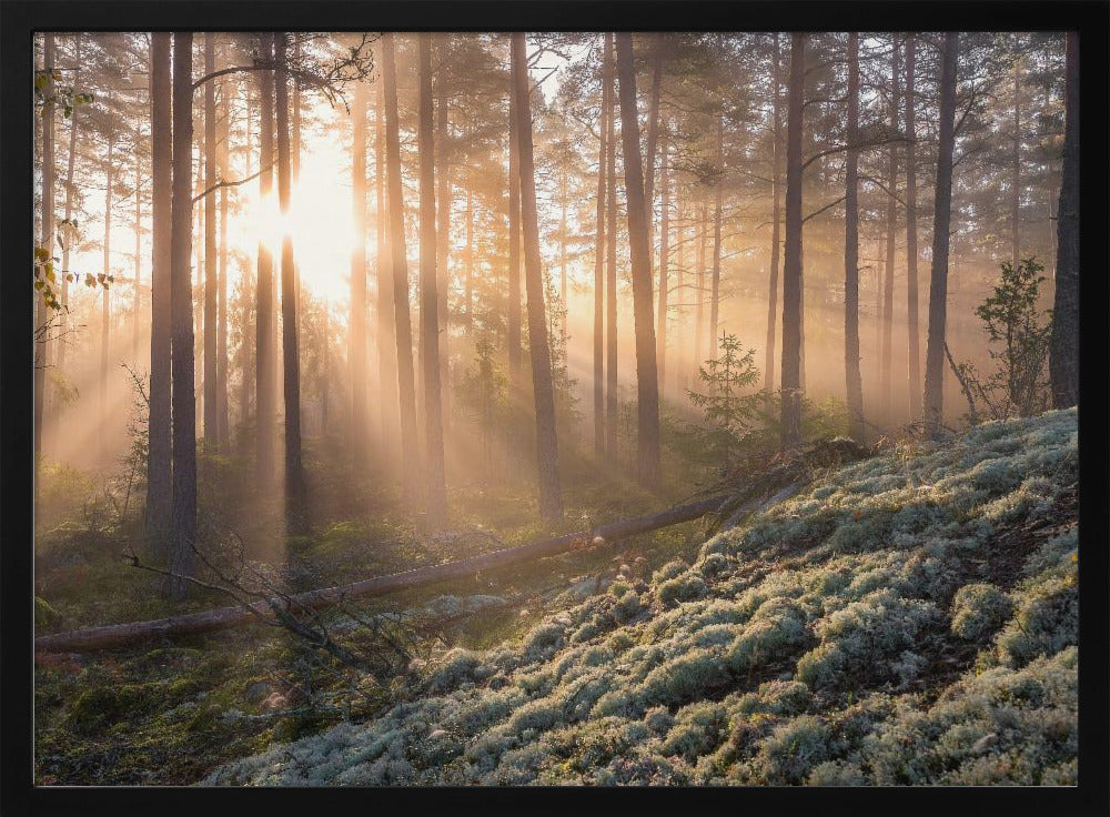 Fog in the forest with white moss in the forground | Poster