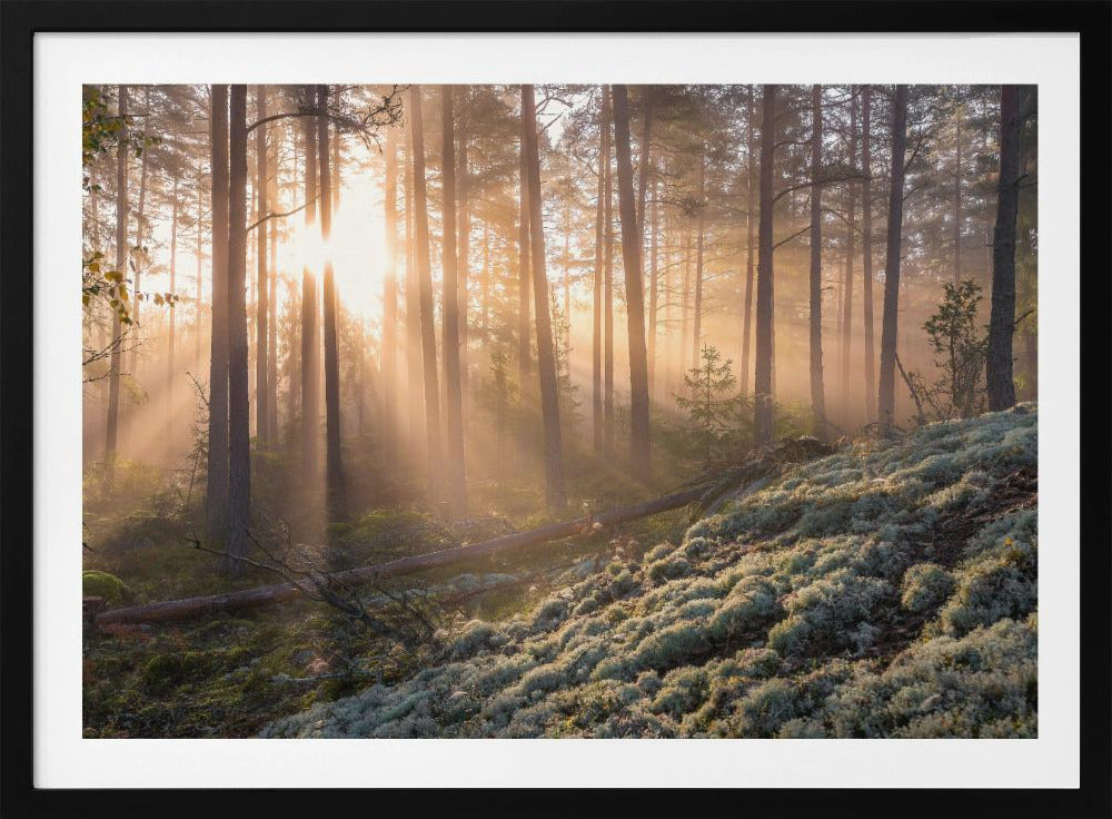 Fog in the forest with white moss in the forground | Poster