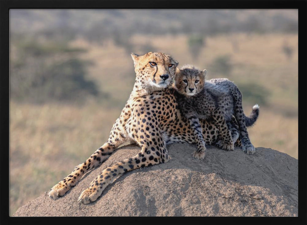 Cheetah and cup! | Poster