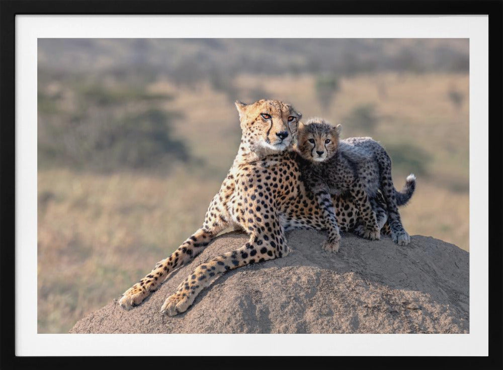 Cheetah and cup! | Poster