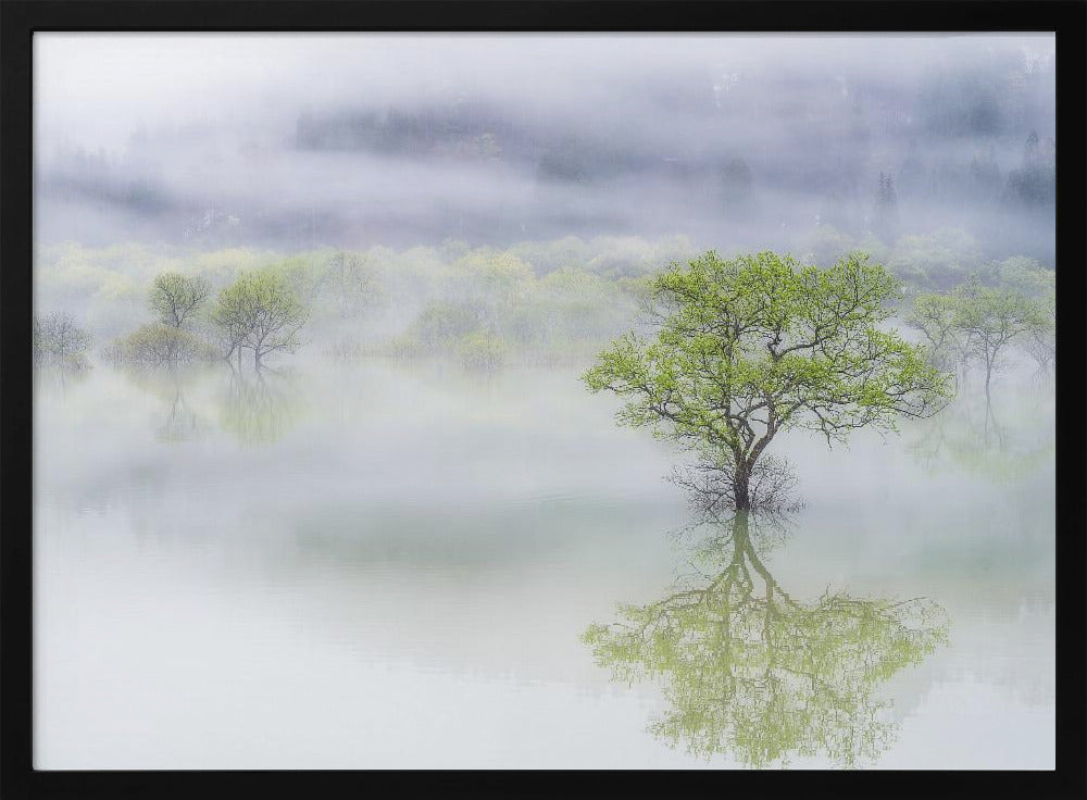 Dreamy tree | Poster