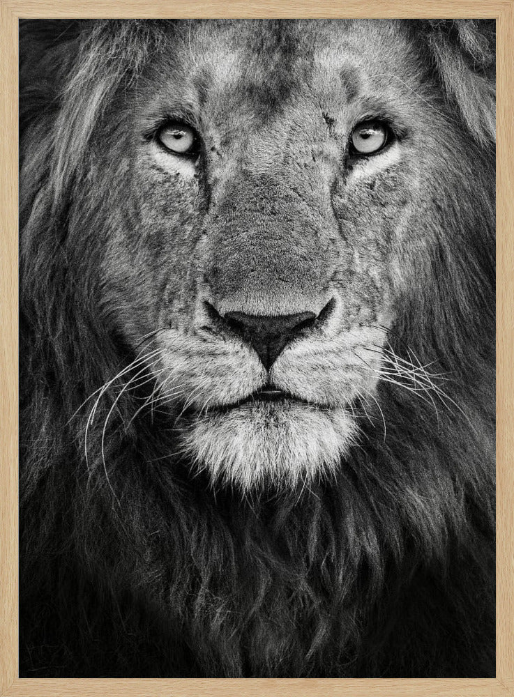 Royal portrait | Poster