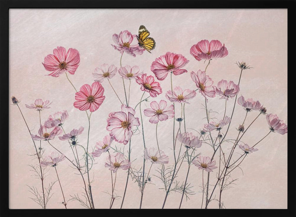 Cosmos and Butterfly | Poster