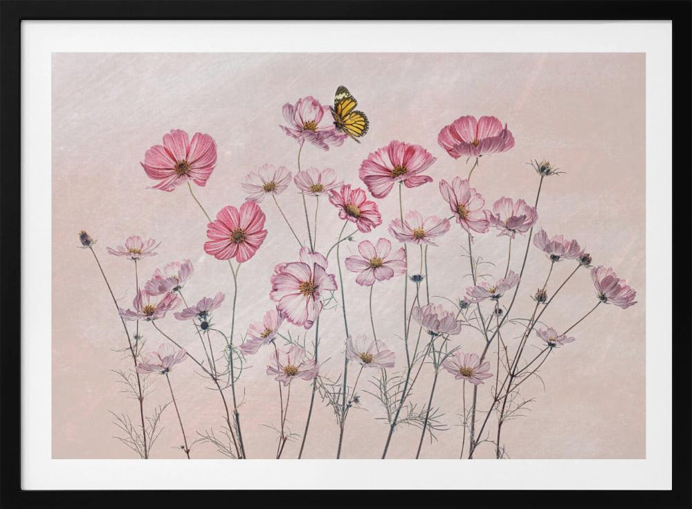Cosmos and Butterfly | Poster