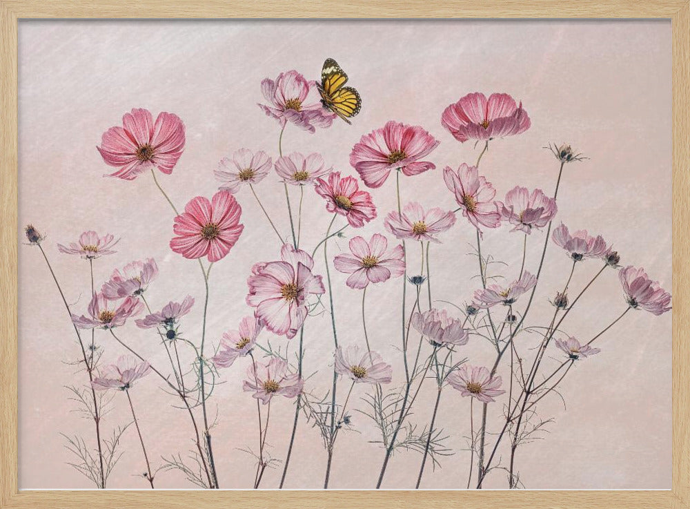 Cosmos and Butterfly | Poster
