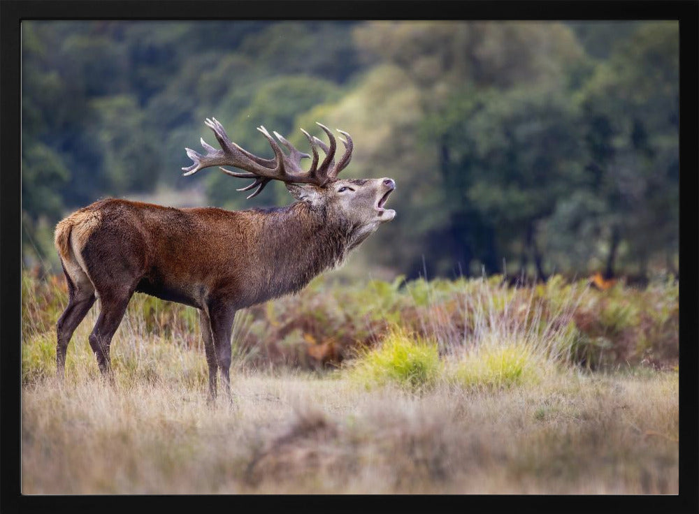 The scream of the deer | Poster