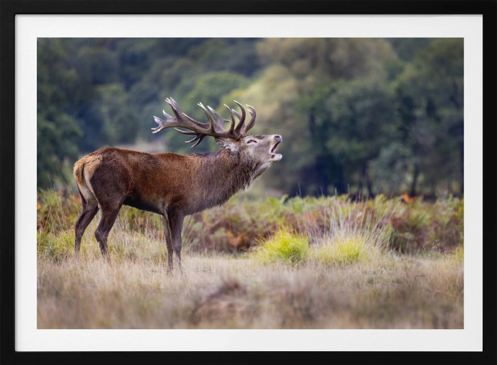 The scream of the deer | Poster