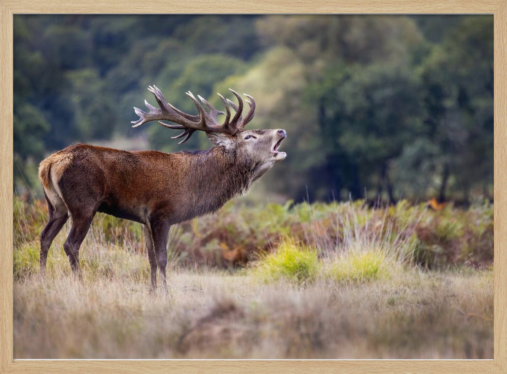 The scream of the deer | Poster
