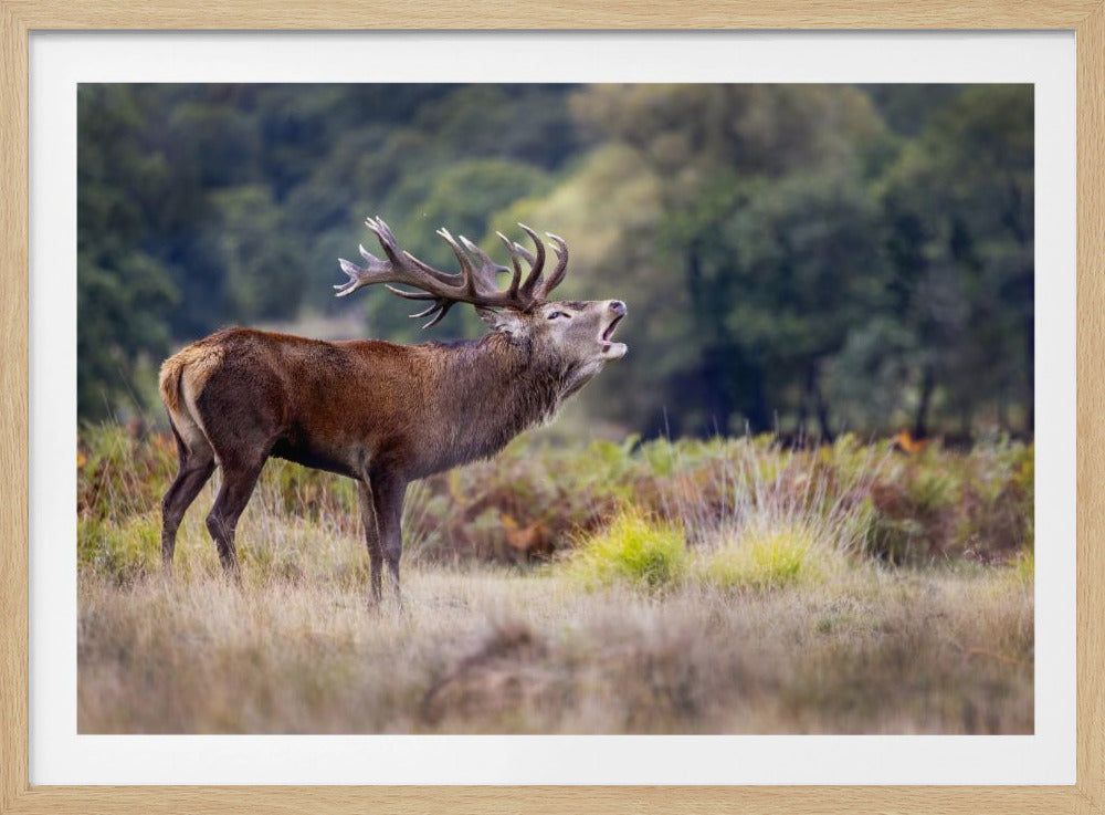 The scream of the deer | Poster