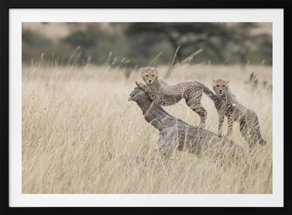 Curious Kitties | Poster