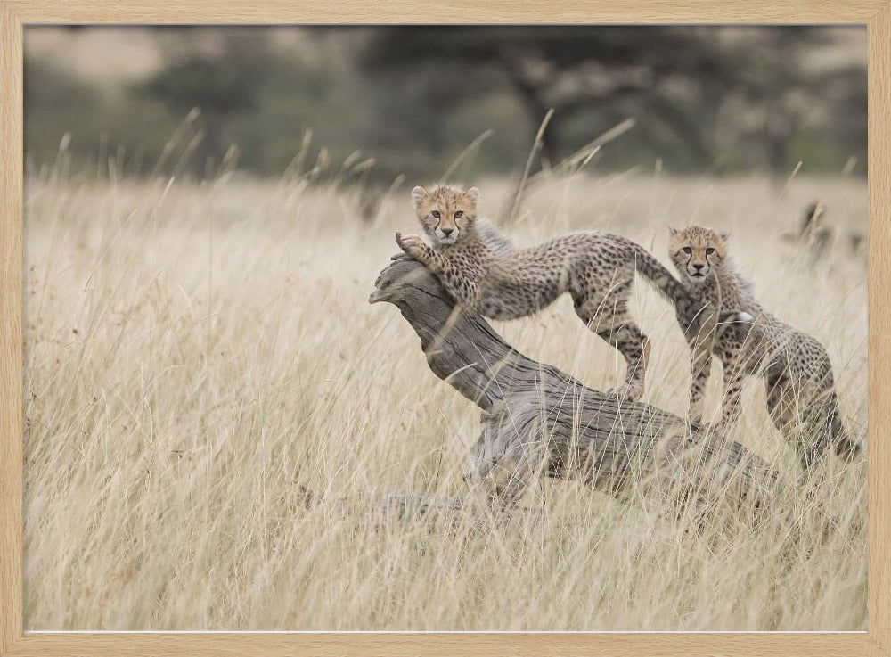 Curious Kitties | Poster