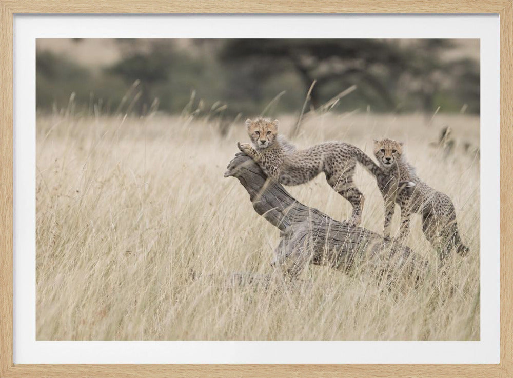 Curious Kitties | Poster