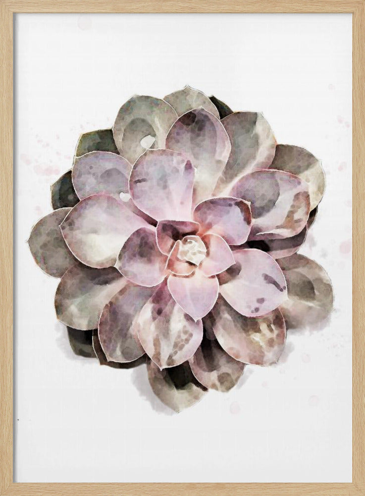 Succulent 01 | Poster