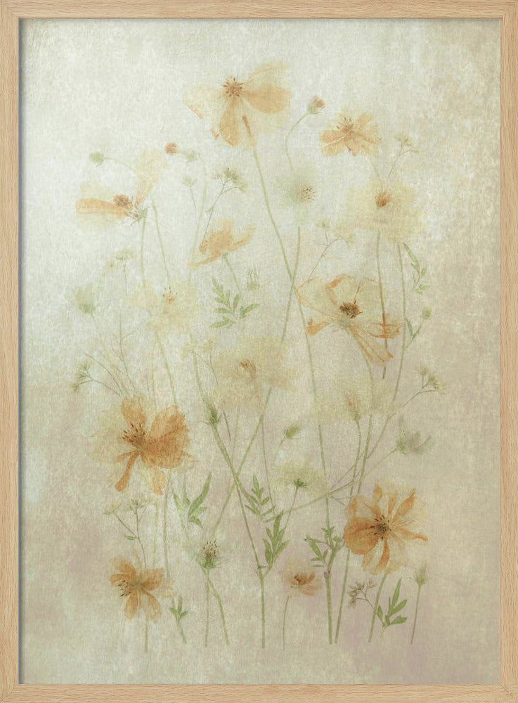 Yellow Cosmos | Poster