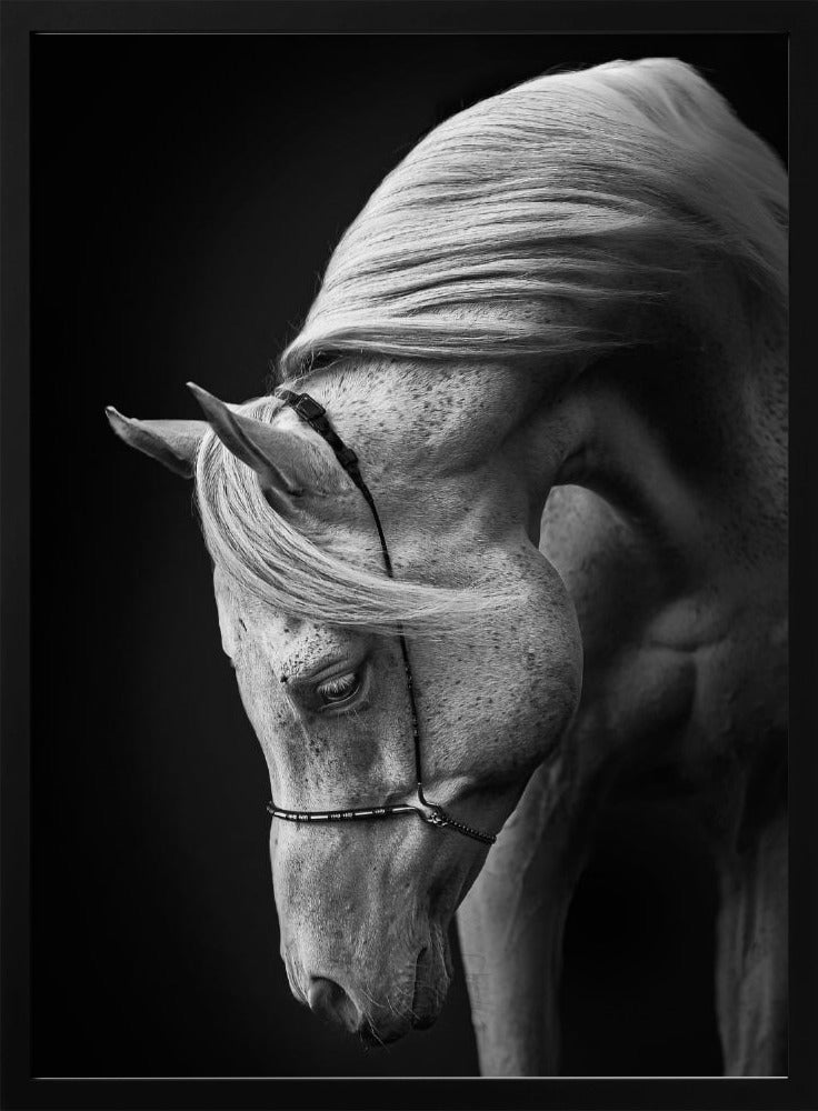 white stallion | Poster