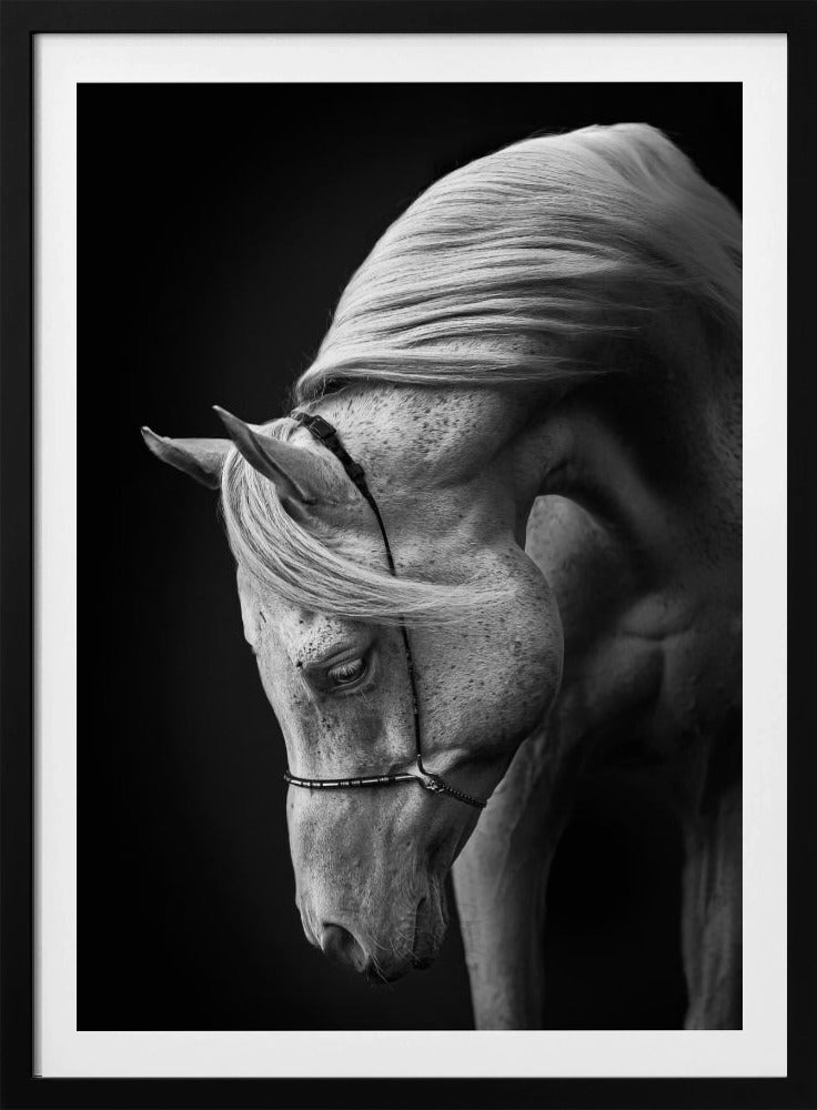 white stallion | Poster