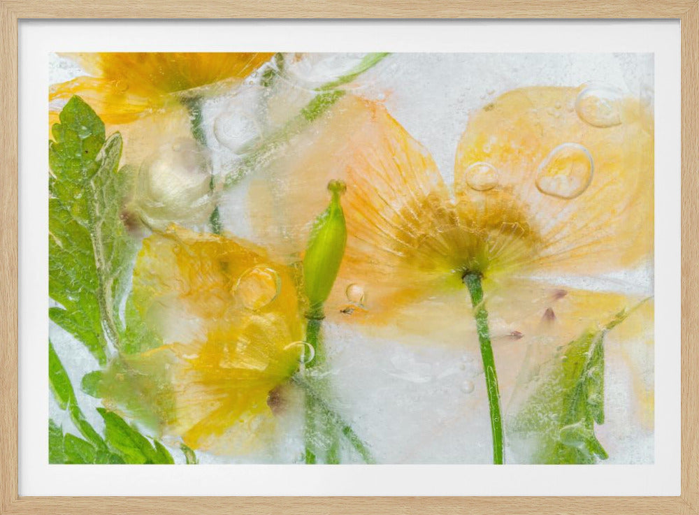 Meconopsis | Poster