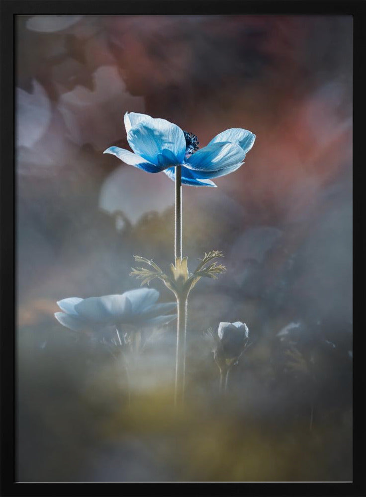 Blossom like a flower | Poster