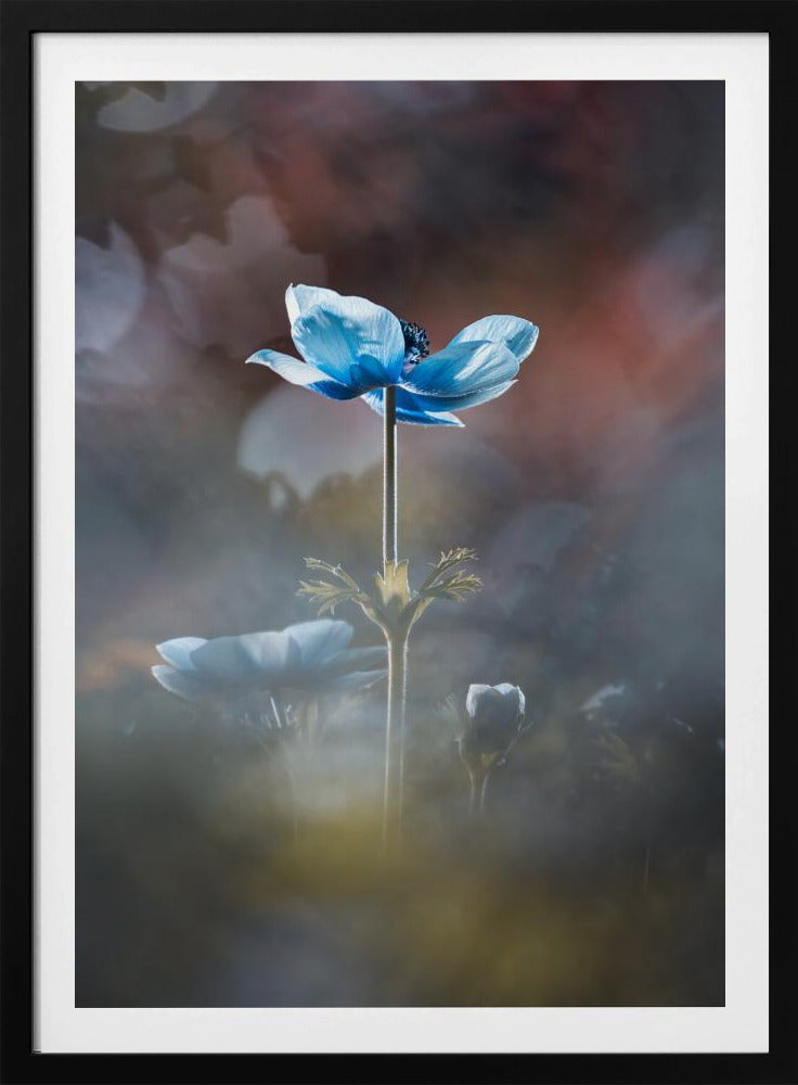 Blossom like a flower | Poster